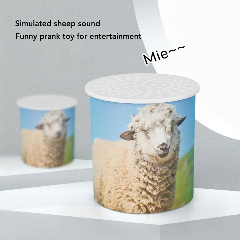 Sheep Trapped In Box